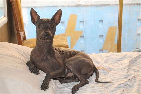  El Xoloitzcuintle - Un Mito Colombiano del XX Secolo Che Rivela i Misteri dell'Oltretomba!