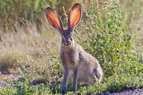  La Leggenda di Rabbits: Un Mito Messicano Pieno di Incanto e Sfide Umane!